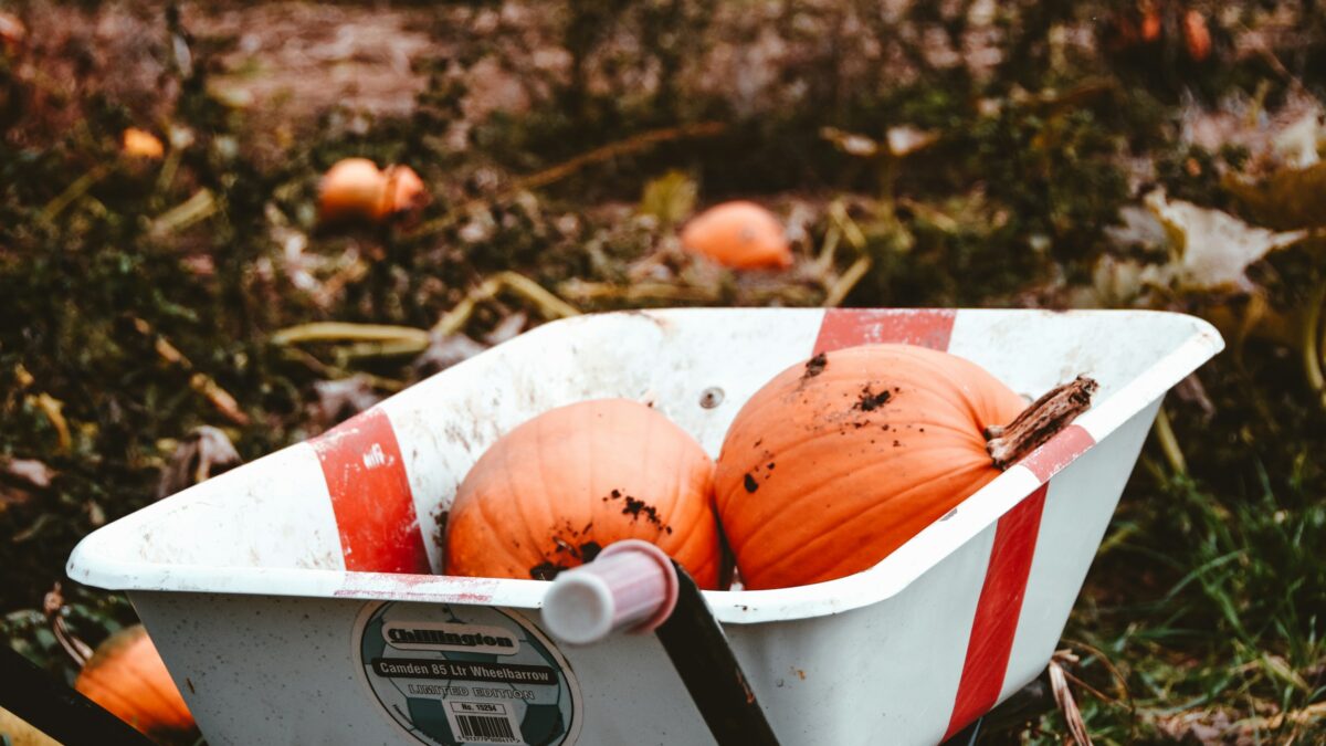Pergolaterasz ősszel - őszi hangulat a kertben